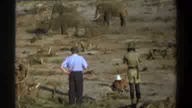 Cape Town South Africa (1969): Elephant In Africa