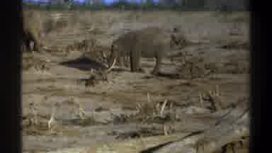 Cape Town South Africa (1969): Two Elephants In A Dry Deserted Area Searching For
