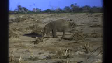 Cape Town South Africa (1969): Lone Elephant Stirring The Mud On A Clay Ground In