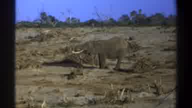 Cape Town South Africa (1969): An Elephant With Big Tusks Is Shown In A Dirt Field
