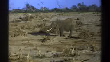 Cape Town South Africa (1969): Elephant Eating In Field