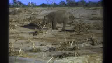 Cape Town South Africa (1969): Elephant Standing In Barren Field On A Bright Sunny