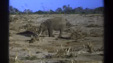 Cape Town South Africa (1969): A Hungry Baby Elephant Trying To Survive Alone In A