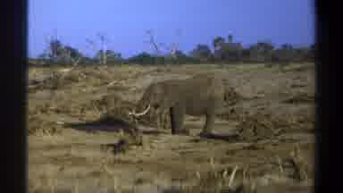 Cape Town South Africa (1969): Elephant With Tusks Dusting Ground Of Dry Savannah