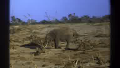 Cape Town South Africa (1969): Tusked Grey Dusty Elephant Standing In Dry Cracked