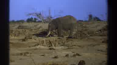 Cape Town South Africa (1969): The Elephant Walking In The Forest Elephant Is One
