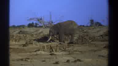 Cape Town South Africa (1969): Elephant Habitat Nature Security Man