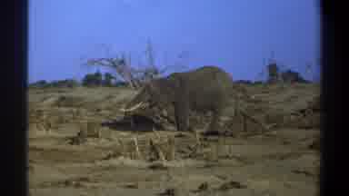 Cape Town South Africa (1969): A Single Standing Elephant Under A Blue Sky In The