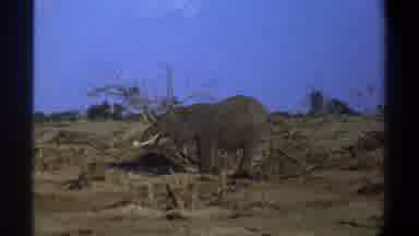 Cape Town South Africa (1969): Lone Elephant Standing In Field Eating On Bright