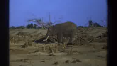 Cape Town South Africa (1969): Video Of Elephants In An Area With Trees And Brush