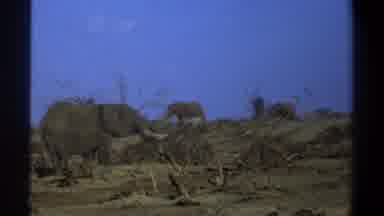Cape Town South Africa (1969): Large Herd Of Elephants Slowly Roaming Through A
