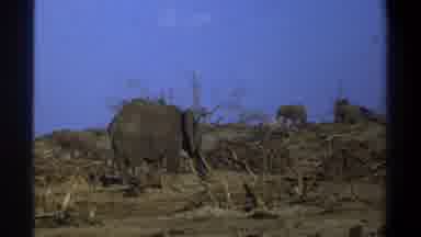 Cape Town South Africa (1969): An Elephant Looking For Food In A Dry Land While A