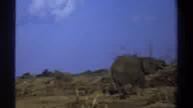 Cape Town South Africa (1969): Elephants Roaming And Eating
