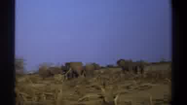 Cape Town South Africa (1969): Elephants Moving In The A Piece Of Land With Scanty