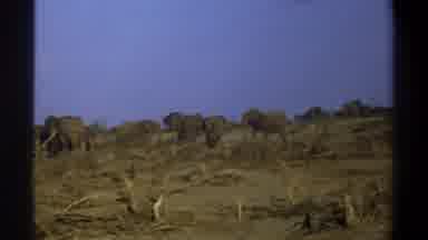 Cape Town South Africa (1969): Herd Of Elephants Roaming Across Land That Looks
