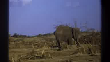Cape Town South Africa (1969): An Elephant Grazing