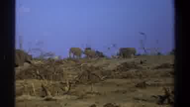 Cape Town South Africa (1969): The Elephant Walking In The Forest Elephant Is One