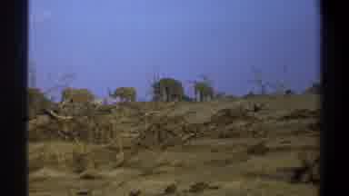 Cape Town South Africa (1969): Elephants In History Walking Around In Wild
