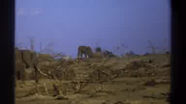 Cape Town South Africa (1969): Elephants Walking Across The Floor And The Great