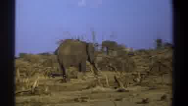 Cape Town South Africa (1969): An Elephant Herd Moves Into An Area Of Dead Trees