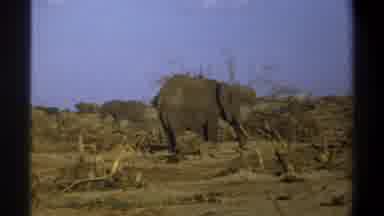 Cape Town South Africa (1969): A Herd Of Elephants Walking Around In Search Of