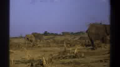 Cape Town South Africa (1969): 2 Elephants Walking Around A Brown Area With Plants