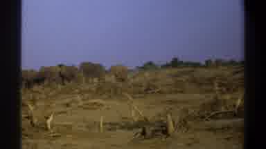 Cape Town South Africa (1969): A Herd Of Elephants Congregating