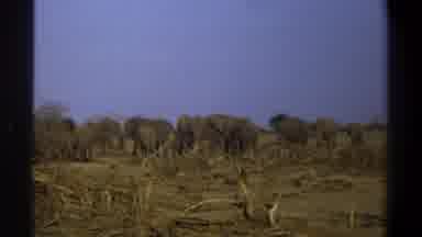 Cape Town South Africa (1969): Old Footage Of A Herd Of African Elephants Walking