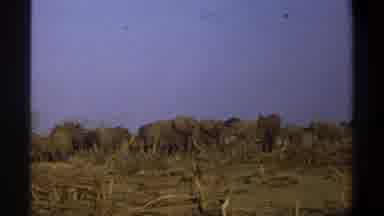 Cape Town South Africa (1969): The Group Of Elephants Are Standing In The Forest