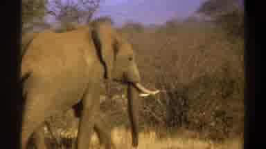 Cape Town South Africa (1969): A Large Gray Elephant Walks Through A Grassy