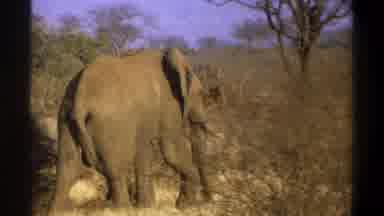 Cape Town South Africa (1969): Grainy Old Footage Of An Elephant Walking Away From