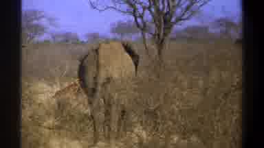 Cape Town South Africa-1969: Watching The Back Of An Elephant Then A Young Rhino