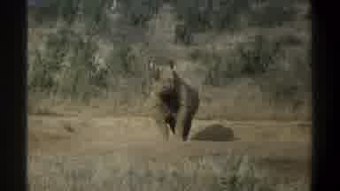 Cape Town South Africa (1969): View Of Black Rhino Looking At Camera On Clear