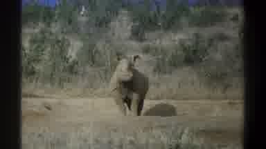 Cape Town South Africa (1969): A Rhino Standing Facing The Camera Straight Ahead