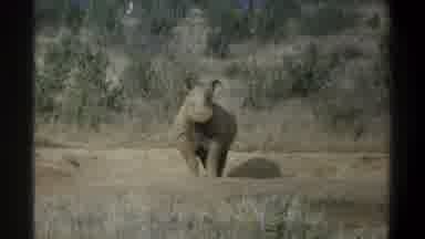 Cape Town South Africa (1969): Large Rhinoceros Peacefully Standing Alone In A