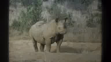 Cape Town South Africa (1969): The Rhino And His Surroundings