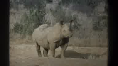 Cape Town South Africa (1969): A Rhino Is Standing Outside Twitching His Ear While