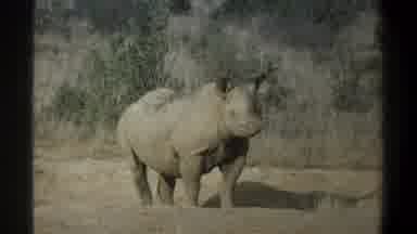 Cape Town South Africa (1969): A Rhinoceros Is Standing Alone On The Ground Edged