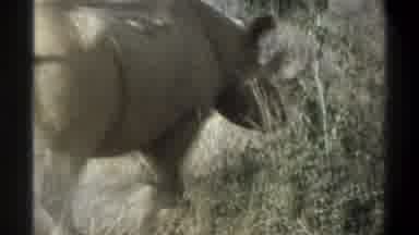 Cape Town South Africa (1969): A Rhino Jogging Away!