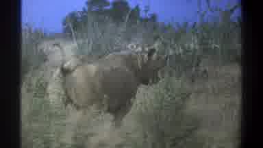 Cape Town South Africa (1969): Rhino In Natural Habitat