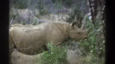 Cape Town South Africa (1969): Green Yellow Rhinoceros Walking Through Savannah
