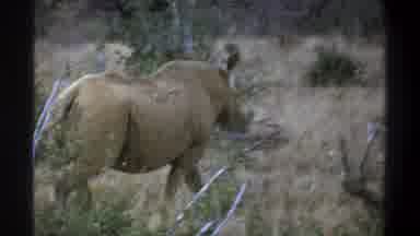 Cape Town South Africa (1969): A Rhinoceros Walks Through Scrub Brush And Keeps A