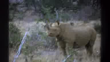 Cape Town South Africa (1969): A Rhino Stand Motionless In A Nature Park With