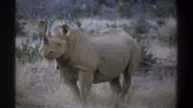 Cape Town South Africa (1969): Very Large Rhino With An Angry Face Looks Around