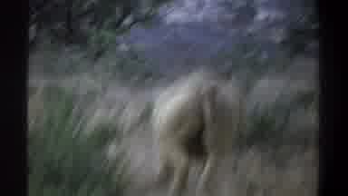 Cape Town South Africa (1969): Big Fat Rhino Walking Around Enjoying The Safari At