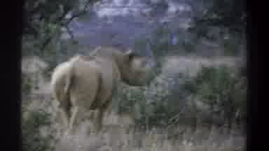 Cape Town South Africa (1969): Wild Rhinos And Elephants Of The Safari