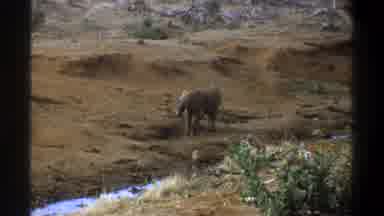 Cape Town South Africa (1969): A Gray Elephant Walks Across A Mostly Barren River
