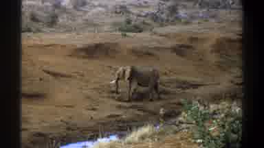 Cape Town South Africa (1969): Elephant Turning Around
