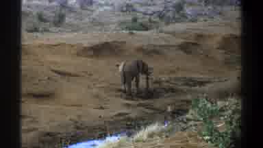 Cape Town South Africa (1969): An Elephant Lulls About A Plane