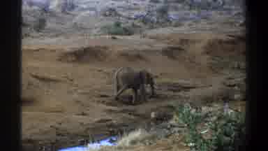 Cape Town South Africa (1969): Elephant Walks On The Plains While Turning In